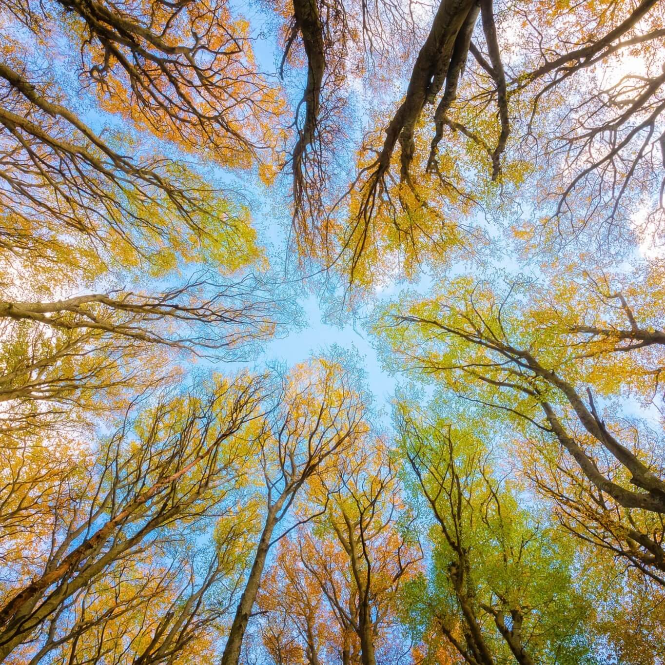 大小球盘口分析